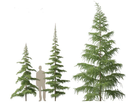 Cedrus deodara - deodar cedar 01 3D Model