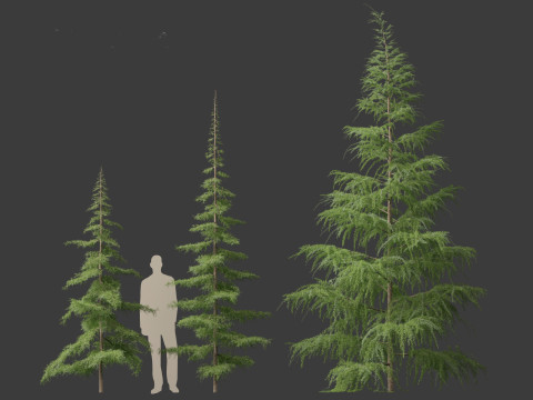 Cedrus deodara - deodar cedar 01 3D 模型