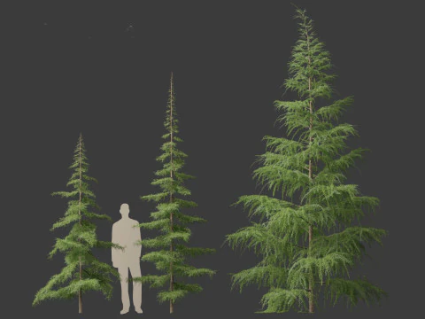 Cedrus deodara - deodar cedar 01 3D Model