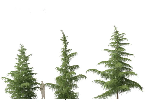 Cedrus deodara - deodar cedar 01 3D Model