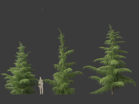 Cedrus deodara - deodar cedar 01 3D 模型