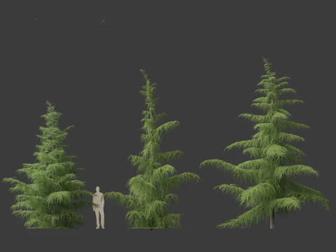 Cedrus deodara - deodar cedar 01 3D Model