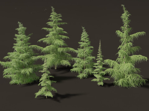 Cedrus deodara - deodar cedar 01 3D 模型