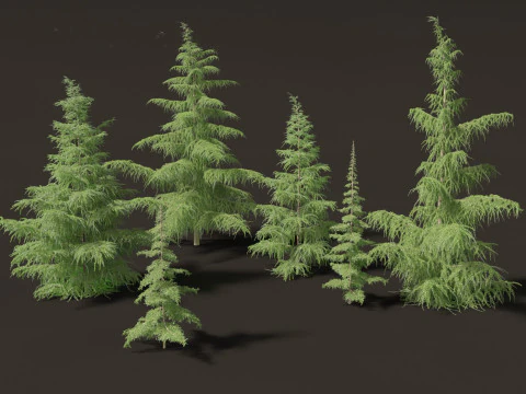 Cedrus deodara - deodar cedar 01 3D Model