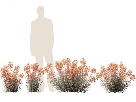 Euphorbia Blackbird - Spurge 3D 모델