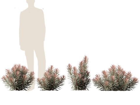 Euphorbia Blackbird - Spurge 3D 모델
