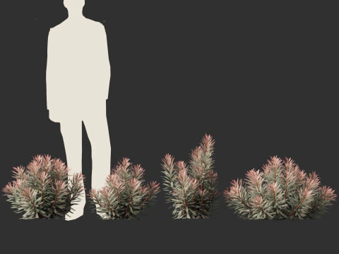 Euphorbia Blackbird - Spurge 3D Model