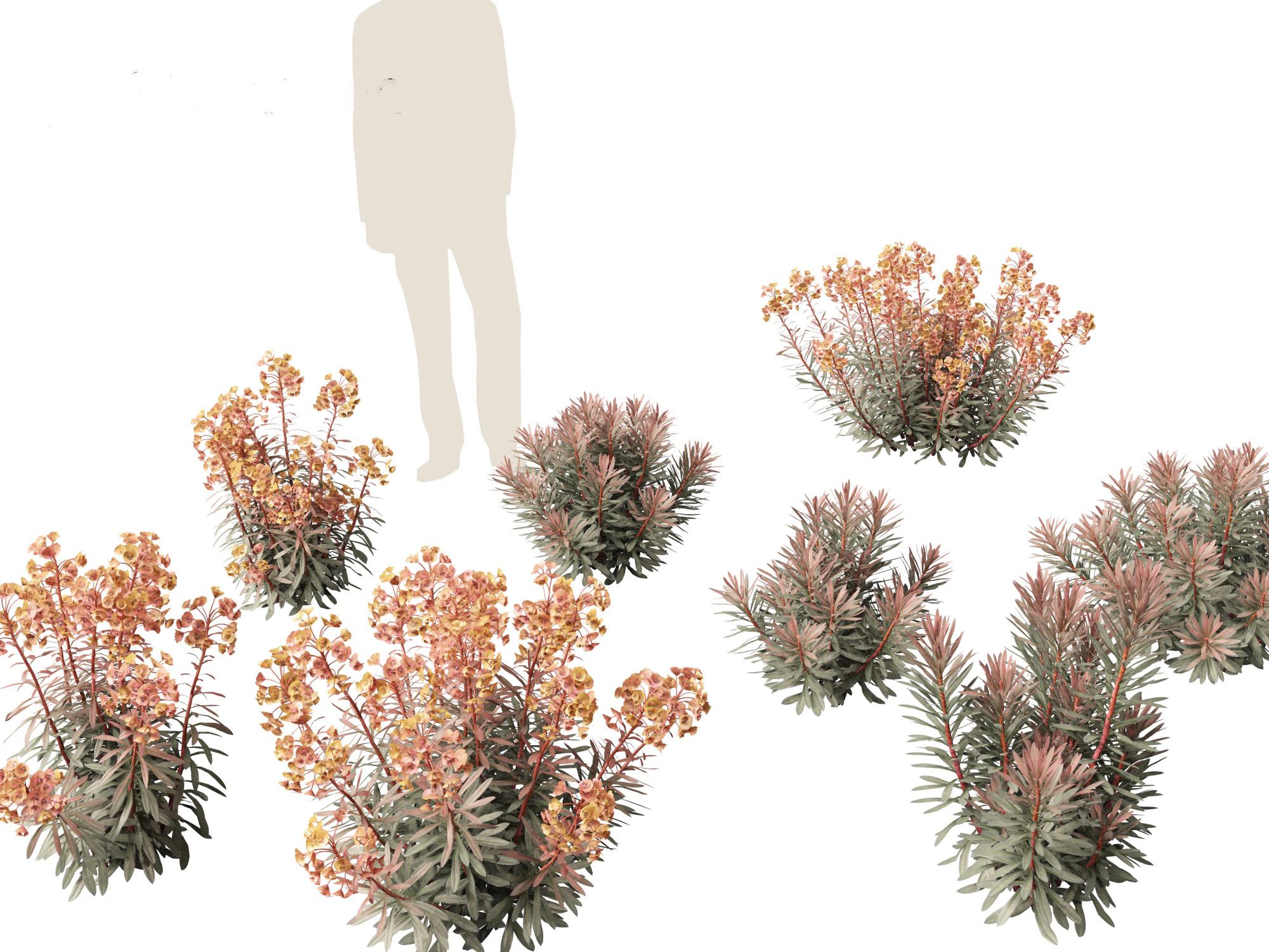 Euphorbia Blackbird - Spurge 3D Model .c4d .max .obj .3ds .fbx .stl .blend