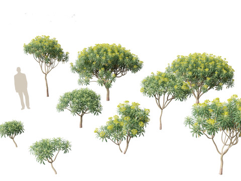 Euphorbia bourgeana - Tree Euphoria 3D Model