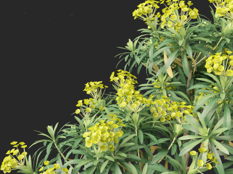 Euphorbia bourgeana - Tree Euphoria 3D Model