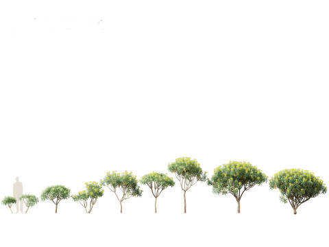 Euphorbia bourgeana - Tree Euphoria 3D Model