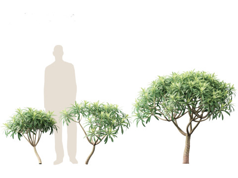 Euphorbia bourgeana - Tree Euphoria 3D Model