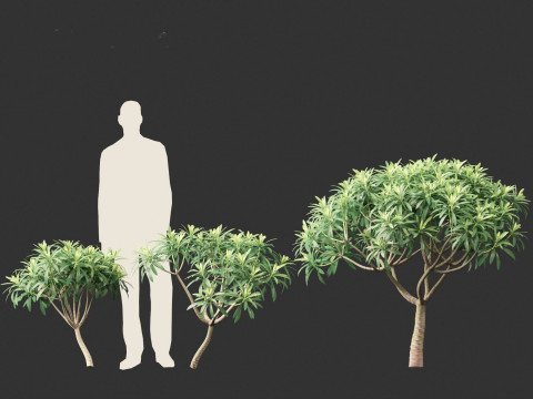 Euphorbia bourgeana - Tree Euphoria 3D Model