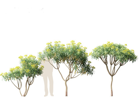 Euphorbia bourgeana - Tree Euphoria 3D Model