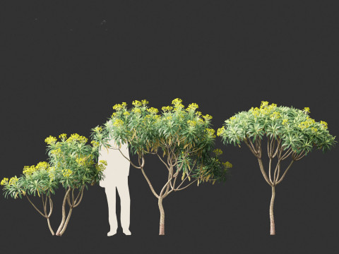 Euphorbia bourgeana - Tree Euphoria 3D Model