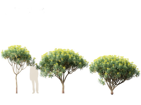 Euphorbia bourgeana - Tree Euphoria 3D Model