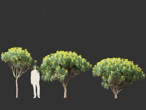 Euphorbia bourgeana - Tree Euphoria 3D Model