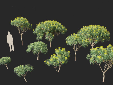 Euphorbia bourgeana - Tree Euphoria 3D Model