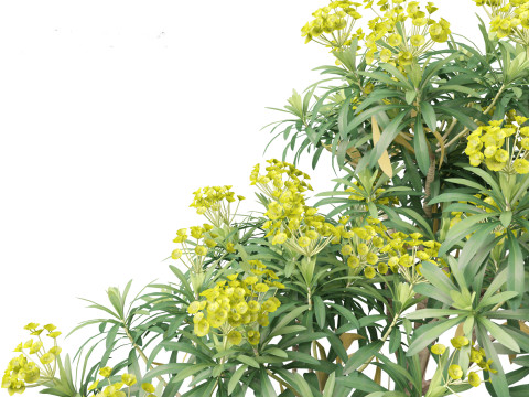 Euphorbia bourgeana - Tree Euphoria 3D Model