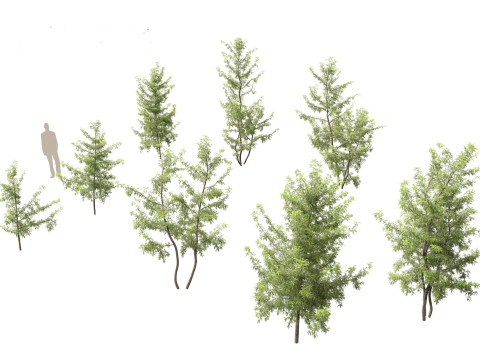 Gleditsia triacanthos - Green Honey Locust 3D Model