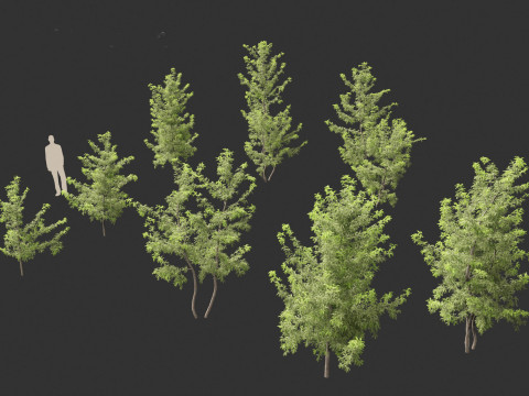 Gleditsia triacanthos - Green Honey Locust Modèle 3D