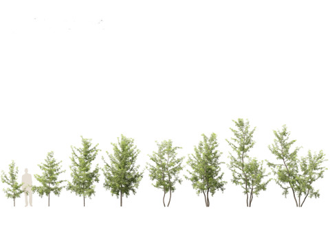 Gleditsia triacanthos - Green Honey Locust Modèle 3D