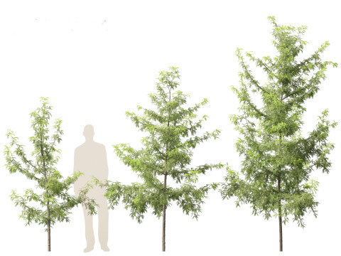 Gleditsia triacanthos - Green Honey Locust Modèle 3D