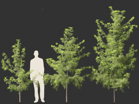 Gleditsia triacanthos - Green Honey Locust Modèle 3D