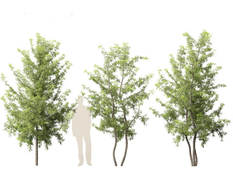 Gleditsia triacanthos - Green Honey Locust Modèle 3D
