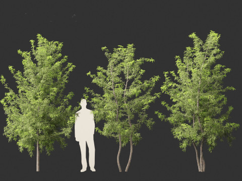 Gleditsia triacanthos - Green Honey Locust Modèle 3D