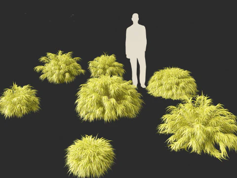 Hakonechloa macra – зеленая лесная трава 3D Модель