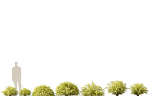 Hakonechloa macra - Green Forest Grass 3D Model