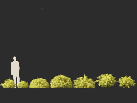 Hakonechloa macra - Green Forest Grass 3D Model