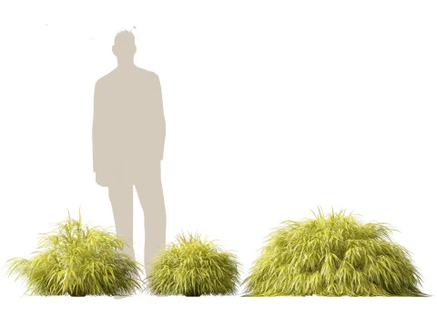 Hakonechloa macra - Green Forest Grass 3D Model