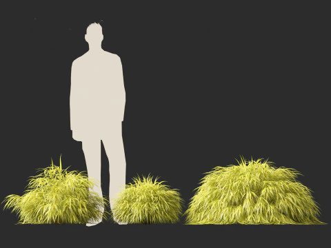 Hakonechloa macra - Green Forest Grass 3D Model