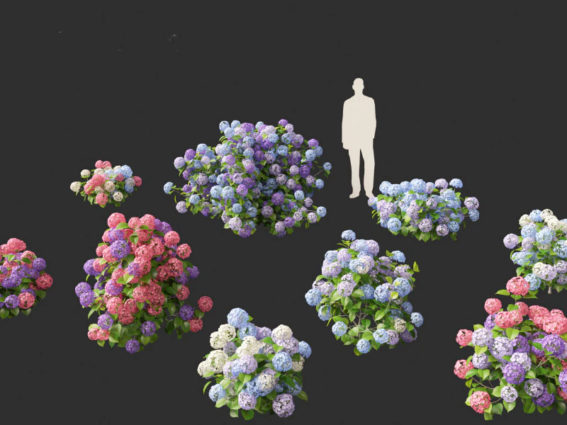 Hydrangea macrophylla - hortênsia de folha grande Modelo 3D .c4d .max .obj .3ds .fbx .stl .blend