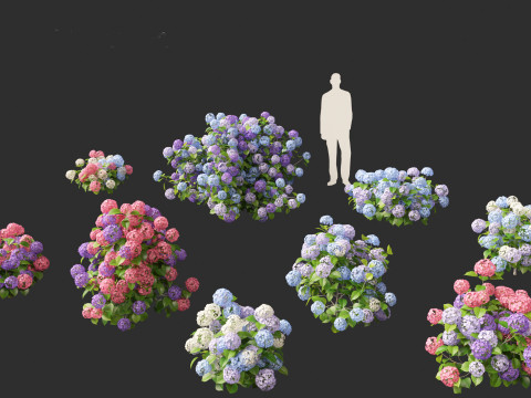 Hydrangea macrophylla - Bigleaf hydrangea 3D Model