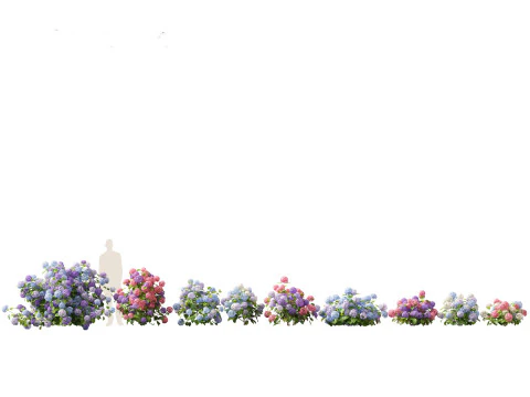 Hydrangea macrophylla - hort&ecirc;nsia de folha grande Modelo 3D