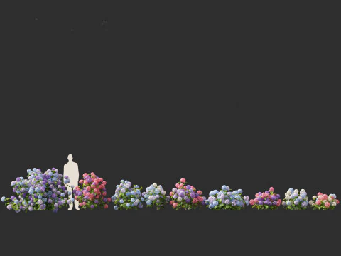 Hydrangea macrophylla - hort&ecirc;nsia de folha grande Modelo 3D