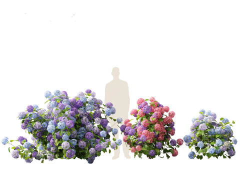Hydrangea macrophylla - hort&ecirc;nsia de folha grande Modelo 3D