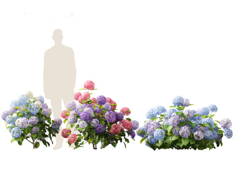 Hydrangea macrophylla - Bigleaf hydrangea 3D Модель