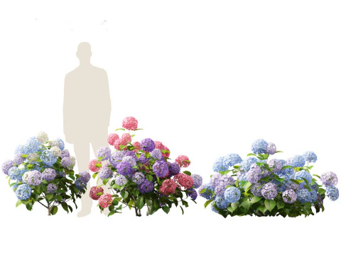 Hydrangea macrophylla - hort&ecirc;nsia de folha grande Modelo 3D