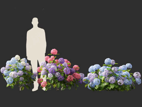 Hydrangea macrophylla - hort&ecirc;nsia de folha grande Modelo 3D