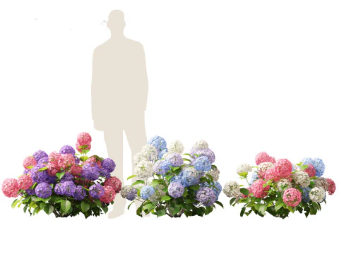 Hydrangea macrophylla - hort&ecirc;nsia de folha grande Modelo 3D