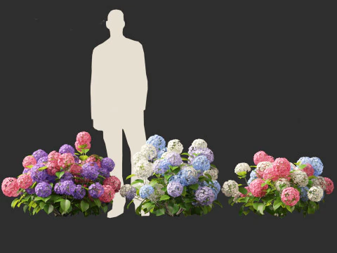 Hydrangea macrophylla - hort&ecirc;nsia de folha grande Modelo 3D