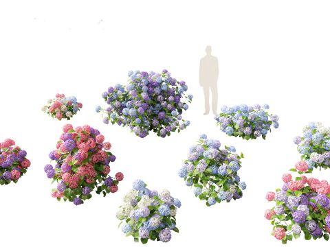 Hydrangea macrophylla - hort&ecirc;nsia de folha grande Modelo 3D