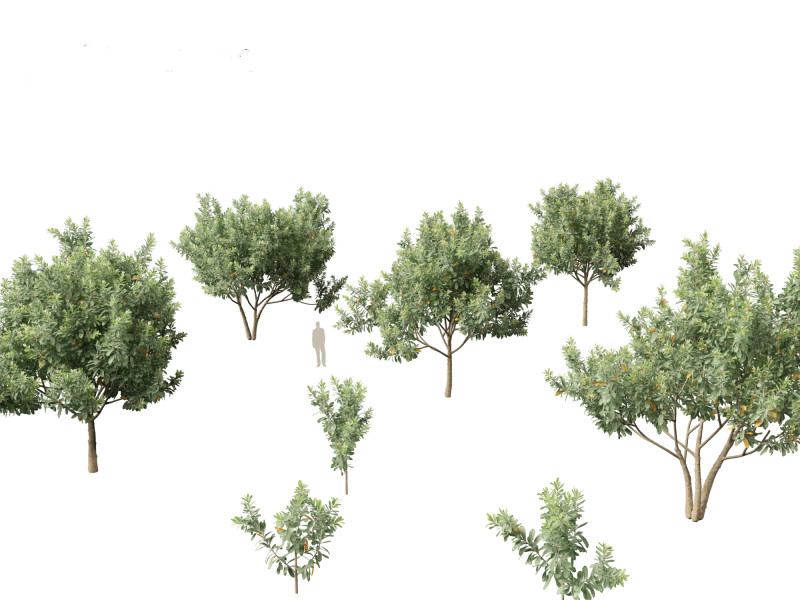 Loquat - Bigleaf hydrangea Tree 3D Модель .c4d .max .obj .3ds .fbx .stl .blend 
