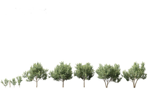 Loquat - Bigleaf hydrangea Tree 3D Модель