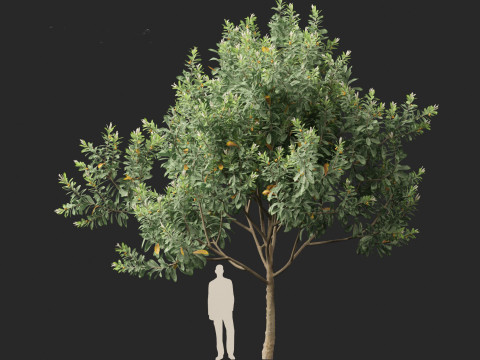 Loquat - Bigleaf hydrangea Tree 3D Модель