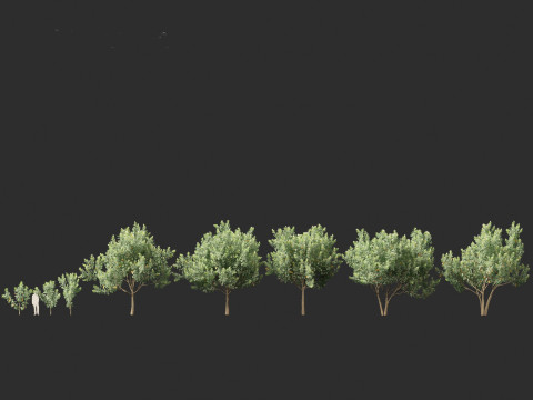 Loquat - Bigleaf hydrangea Tree 3D Модель